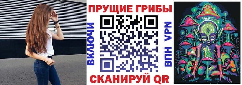 Купить  Белокуриха  Псилоцибиновые грибы мицелий 